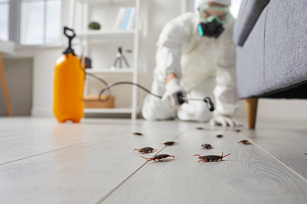 Commercial Rodent Management in Chester